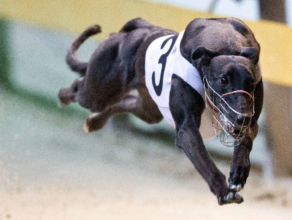 LEAPS AND BOUNDS: Magic Display takes out the Golden Easter Egg semi-final at Wentworth Park on Saturday night.PHOTO: GREYHOUND RACING NSW LEAPS AND BOUNDS: Magic Display takes out the Golden Easter Egg semi-final at Wentworth Park on Saturday night.PHOTO: GREYHOUND RACING NSW